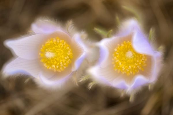 Canada-Manitoba-Winnipeg Close-up of prairie crocus flowers
